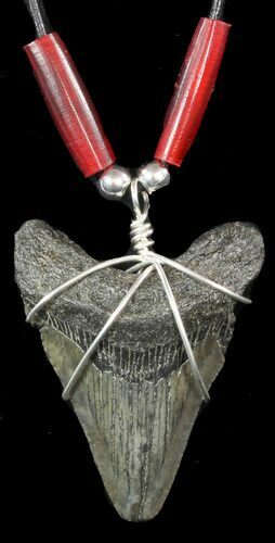 Fossil Megalodon Tooth Necklace #47532